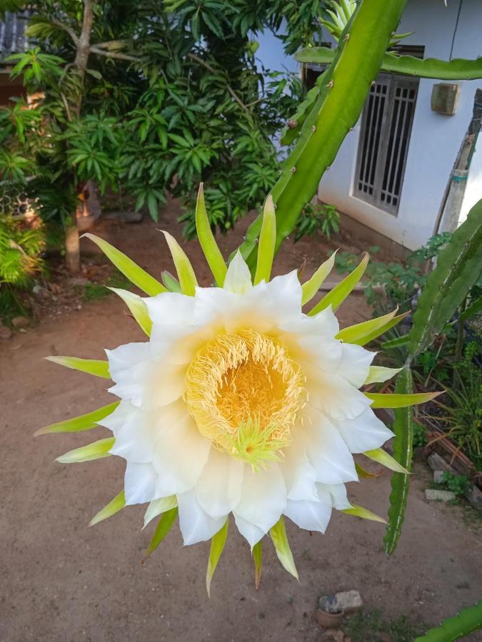 Sanaya Homestay Tangalle Kültér fotó
